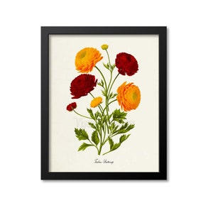 Turban Buttercup Botanical Print, Buttercup Flower Art Print, Buttercup Wall Art, red, yellow