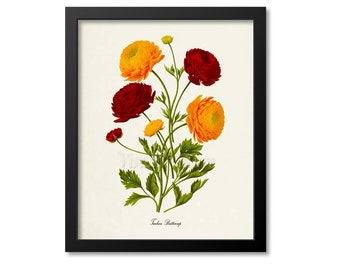 Turban Buttercup Botanical Print, Buttercup Flower Art Print, Buttercup Wall Art, red, yellow