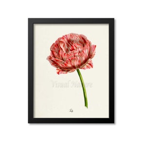 Botanical Print, Botanical Art Print, Flower Wall Art, Flower Print, Floral Print, Tulip Art, red, white, Tulipa culta