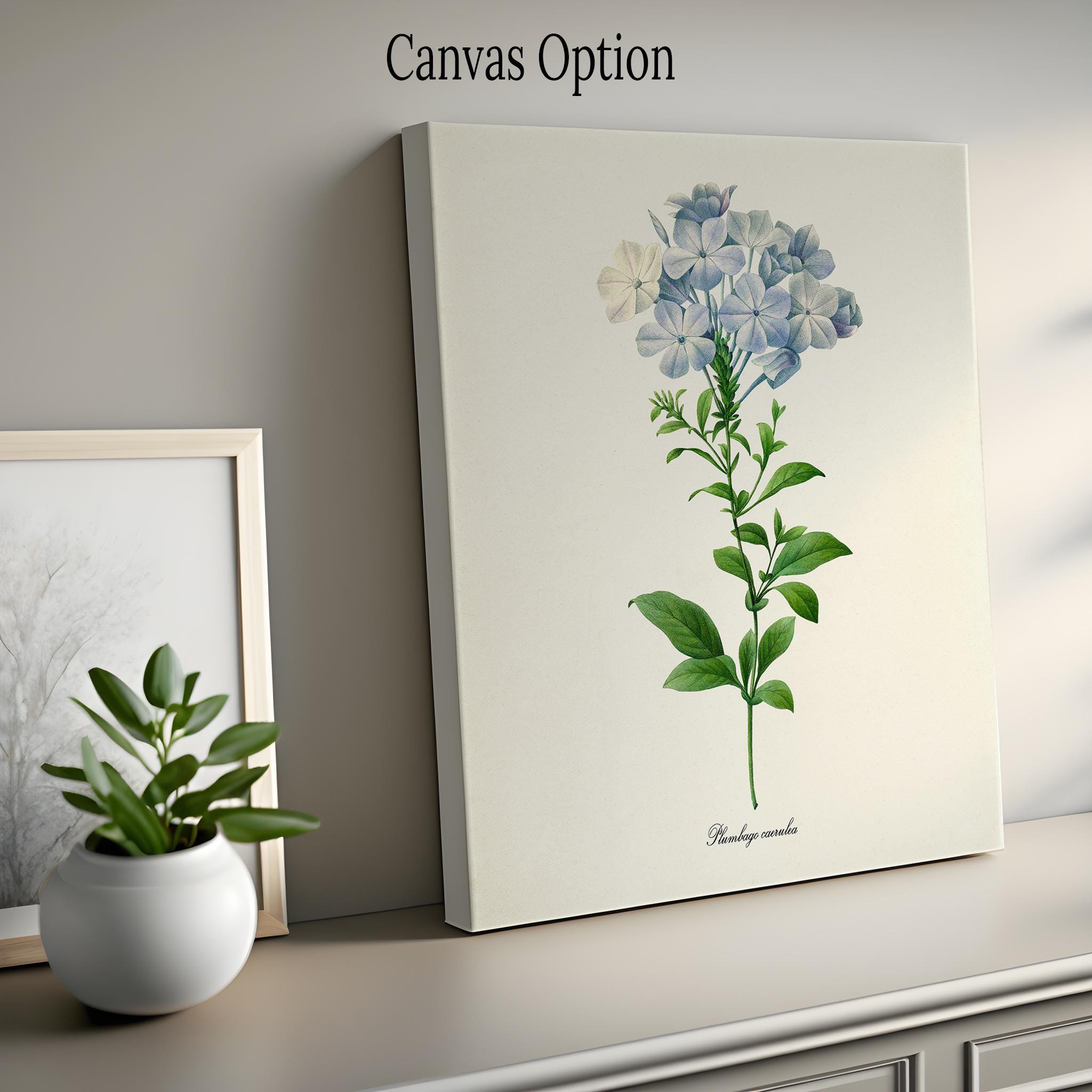 Plumbago Flower Art Print, Leadwort Botanical Art Print