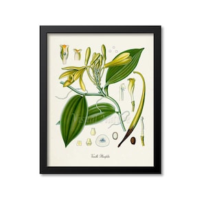 Vanilla Botanical Print, Vanilla Botanical Art Print, Vanilla Wall Art, Vanilla Decor, Kitchen Art Print, Vanilla Planifolia