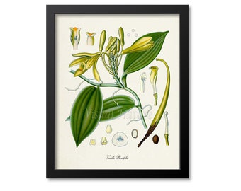 Vanilla Botanical Print, Vanilla Botanical Art Print, Vanilla Wall Art, Vanilla Decor, Kitchen Art Print, Vanilla Planifolia
