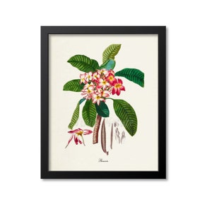 Plumeria Flower Art Print, Botanical Art Print, Flower Wall Art, Flower Print, Floral Print, Home Decor, Apocynaceae