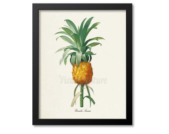Pineapple Botanical Print, Pineapple Art Print, Wall Art, Fruit Art, Fruit Print, Kitchen Art, Garden, Redoute Art, Bromelia Ananas