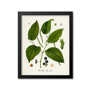 May include: A vintage botanical illustration of a black pepper plant, Piper Nigrum, with green leaves, black peppercorns, and white flowers. The illustration is framed in black.