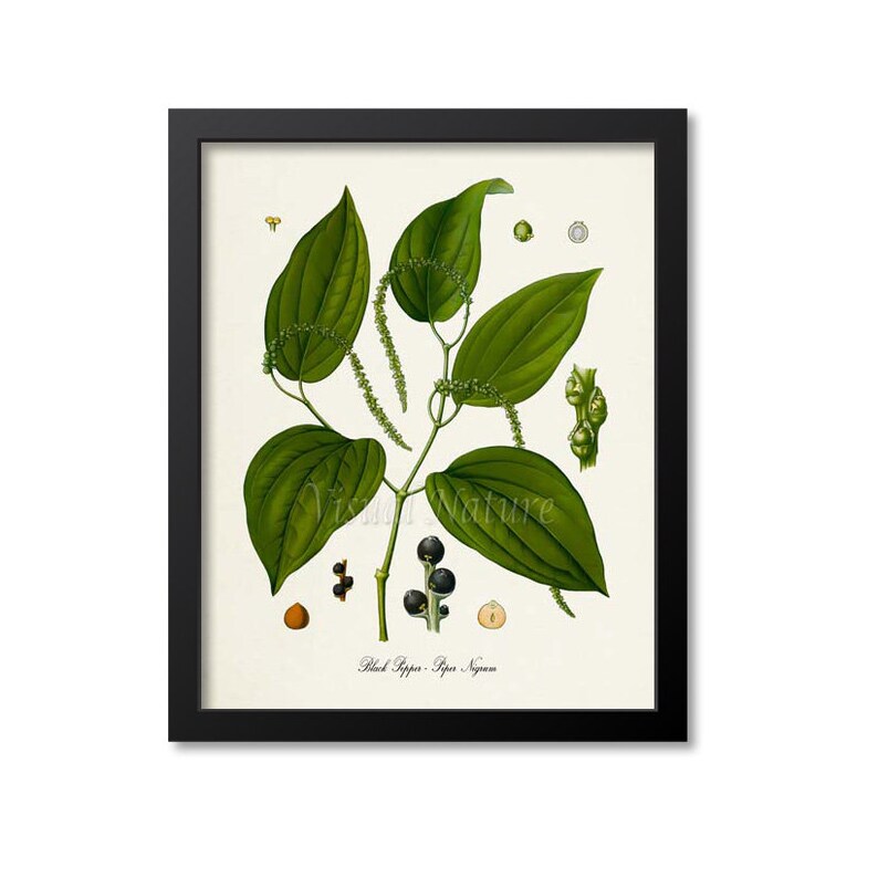 May include: A vintage botanical illustration of a black pepper plant, Piper Nigrum, with green leaves, black peppercorns, and white flowers. The illustration is framed in black.