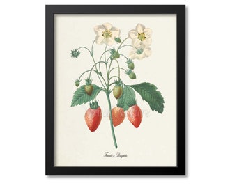 Strawberry Botanical Print, Strawberry Art Print, Fruit Art, Fruit Print, Kitchen Art, Garden, Redoute Art, red, white, Fraisier a Bouquets