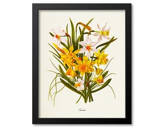 Botanical Print, Narcissus Daffodil Flower Art Print, Botanical Art Print, Flower Wall Art, Flower Print, Floral Print, yellow, white, green