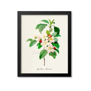 Apple Blossom Botanical Art Print, Flower Wall Art, Arkansas State Flower Print, White Flower, Malus domestica