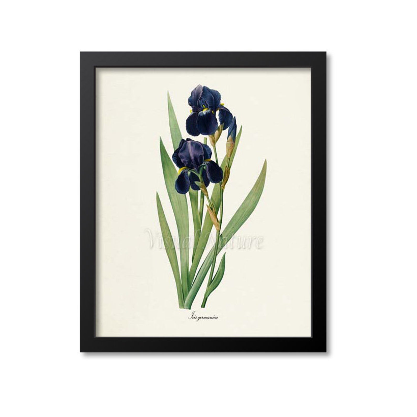 Botanical Print Botanical Art Print Bearded Iris Flower Art - Etsy