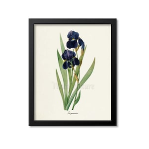 Botanical Print, Botanical Art Print, Bearded Iris Flower Art Print, German Iris Flower Wall Art, Redoute, black, green, Iris germanica