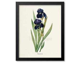 Botanical Print, Botanical Art Print, Bearded Iris Flower Art Print, German Iris Flower Wall Art, Redoute, black, green, Iris germanica