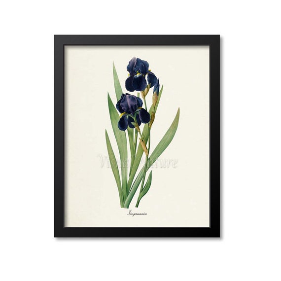 Botanical Print Botanical Art Print Bearded Iris Flower Art | Etsy