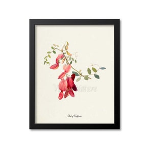Pride of California Flower Art Print, Botanical Art Print, Flower Wall Art, Flower Print, Red Flower Art Print,Home Decor,Lathyrus splendens