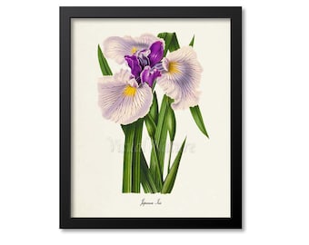 Japanese Iris Flower Art Print, Botanical Art Print, Flower Wall Art, Flower Print, Floral Print, Home Decor, purple