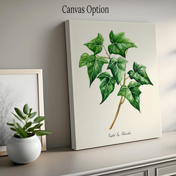 English Ivy Art Print, English Ivy Botanical Art Print, Ivy Wall