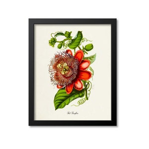 Red Passiflora Flower Art Print, Botanical Art Print, Flower Wall Art, Passion Flower Print, Floral Print, Home Decor, red
