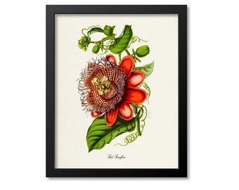 Red Passiflora Flower Art Print, Botanical Art Print, Flower Wall Art, Passion Flower Print, Floral Print, Home Decor, red