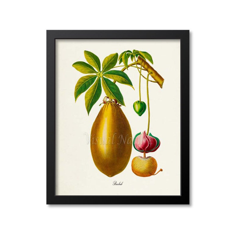 Baobab Botanical Print, Baobab Art Print, Fruit Art, Fruit Print, Kitchen Art, Garden, Baobab Fruit Print image 1