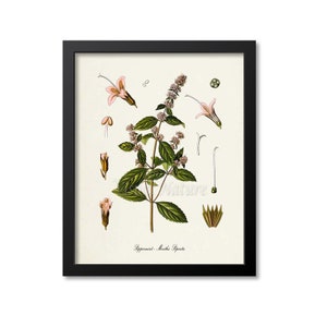Peppermint Botanical Print, Peppermint Botanical Art Print, Peppermint Wall Art, Peppermint Decor, Kitchen Art Print, Mentha Piperita