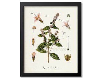 Peppermint Botanical Print, Peppermint Botanical Art Print, Peppermint Wall Art, Peppermint Decor, Kitchen Art Print, Mentha Piperita