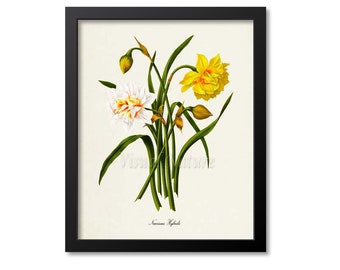 Narcissus Hybrids Daffodil Flower Art Print, Botanical Art Print, Flower Wall Art, Flower Print, Floral Print, Home Decor, yellow, white