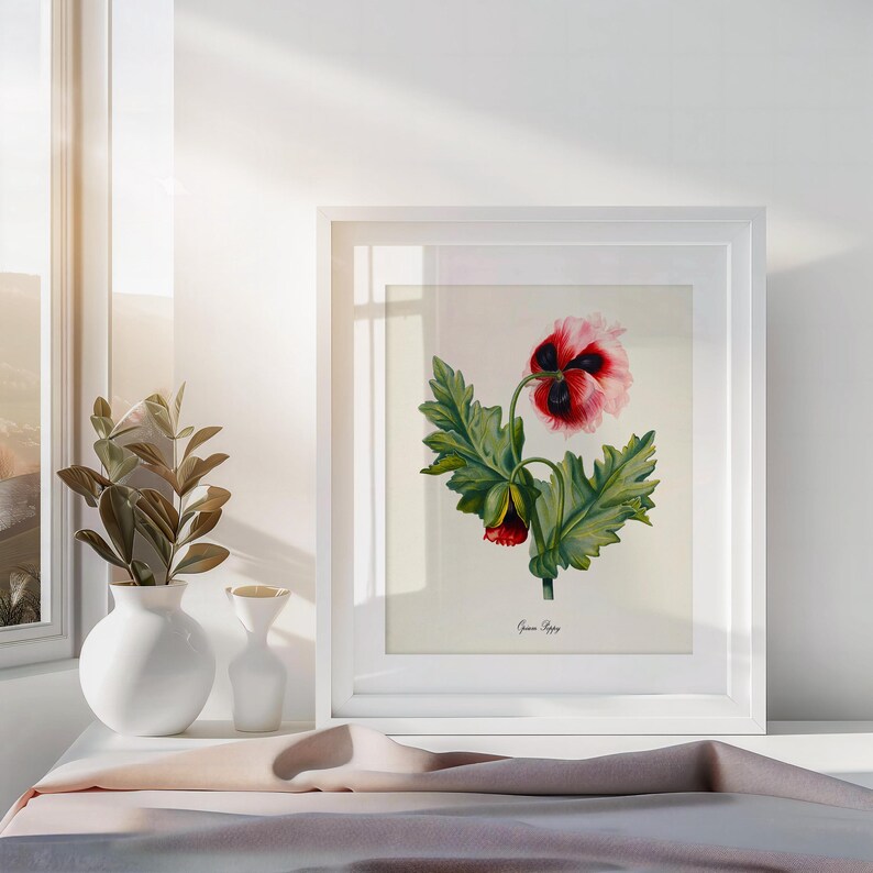 Opium Poppy Flower Art Print, Botanical Art Print, Flower Wall Art, Flower Print, Red Flower Art Print, Home Decor image 3