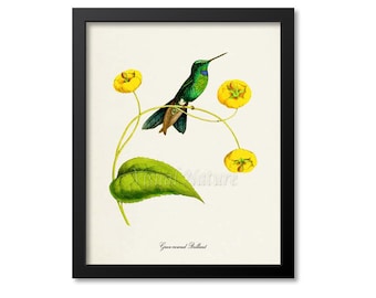 Green-crowned Brilliant Hummingbird Print, Bird Art Print, Bird Art, Bird Poster, Flower Art, Floral Garden, Hummingbird Art, green, yellow