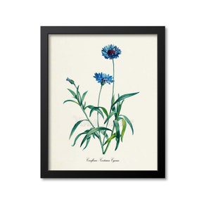 Cornflower Flower Art Print, Cornflower Botanical Art Print, Flower Wall Art Print, Floral, Redoute, blue, Centaurea Cyanus