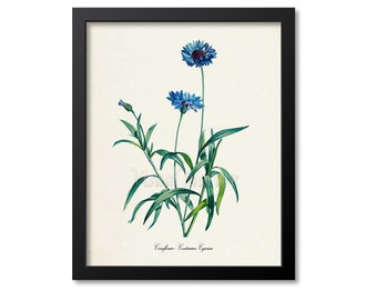 Cornflower Flower Art Print, Cornflower Botanical Art Print, Flower Wall Art Print, Floral, Redoute, blue, Centaurea Cyanus