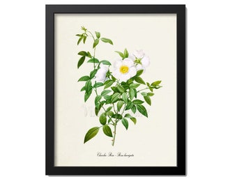 Cherokee Rose Flower Art Print, White Rose, Georgia State Flower Print, Botanical Art Print, Flower Wall Art, Rosa laevigata