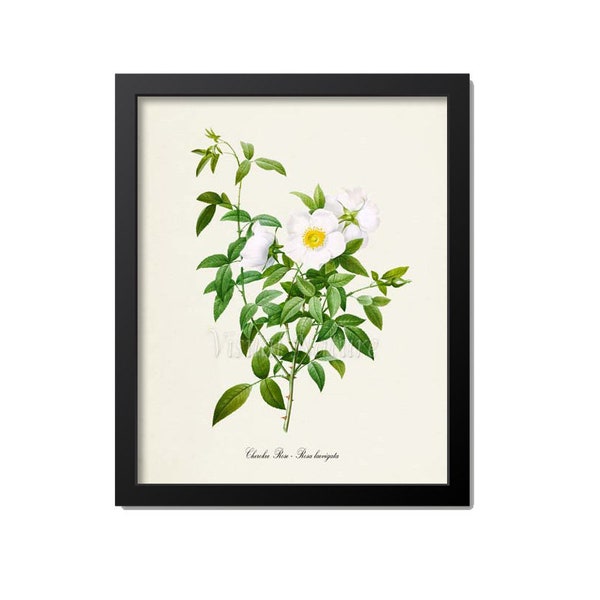 Cherokee Rose Flower Art Print, White Rose, Georgia State Flower Print, Botanical Art Print, Flower Wall Art, Rosa laevigata