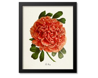 Tree Peony Flower Art Print, Botanical Art Print, Flower Wall Art, Flower Print, Floral Print, Red Peony Art Print