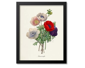 Anemone simplex Flower Art Print, Botanical Art Print, Flower Wall Art, Flower Print, Floral Print, Redoute Art, red, purple, Flower bouquet