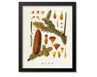 Silver Fir Botanical Print, Silver Fir Botanical Art Print, Silver Fir Wall Art, Silver Fir Decor, Kitchen Art Print, Abies Alba