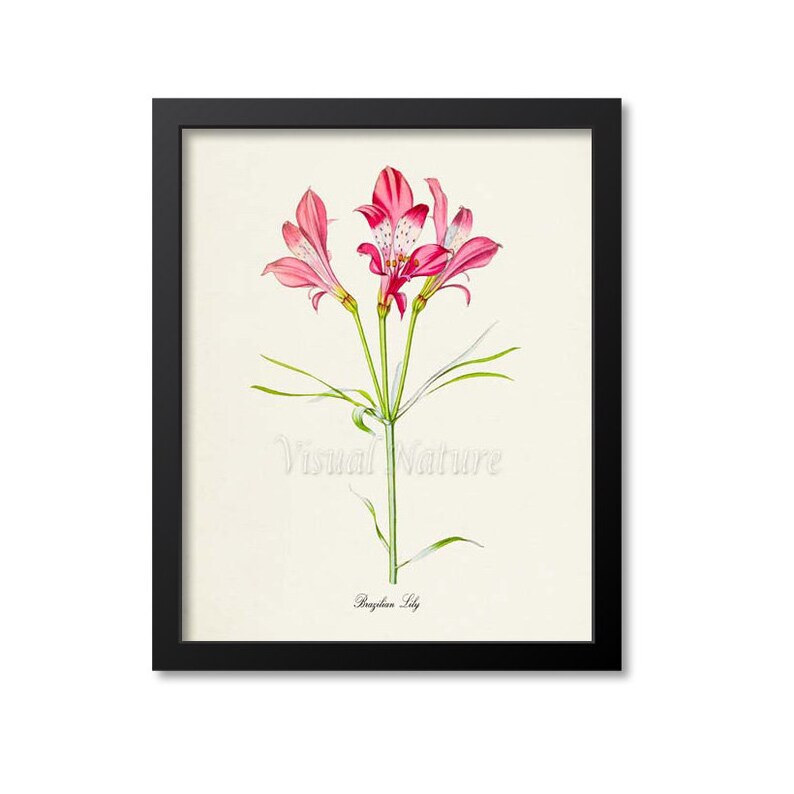 Pink Brazilian Lily Flower Art Print Botanical Art Print Etsy