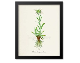 Edelweiss Flower Art Print, Botanical Art Print, Flower Wall Art, Flower Print, White Flower Art Print, Home Decor, Leontopodium alpinum