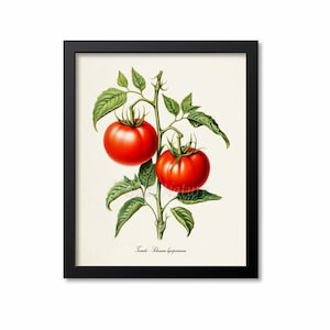 Tomato Botanical Print, Tomato Botanical Art Print, Tomato Wall Art, Tomato Decor, Solanum lycopersicum