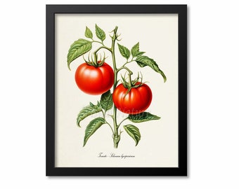 Tomato Botanical Print, Tomato Botanical Art Print, Tomato Wall Art, Tomato Decor, Solanum lycopersicum