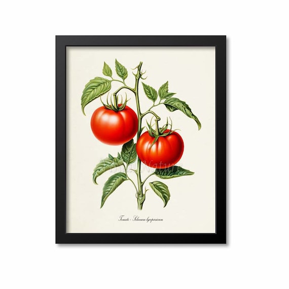 Tomato Botanical Print, Tomato Botanical Art Print, Tomato Wall Art, Tomato  Decor, Solanum Lycopersicum - Etsy
