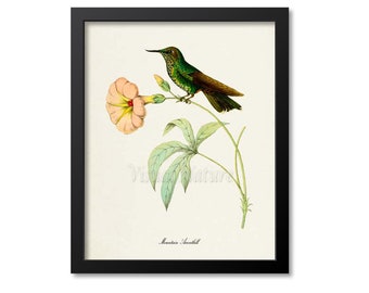 Impresión de colibrí pico de avoceta de montaña, impresión de arte de aves, arte de aves, póster de aves, arte floral, jardín floral, arte de colibrí, verde