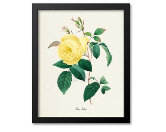 Botanical Print, Botanical Art, Yellow Rose Botanical Art Print, Flower Wall Art, Redoute Botanical Print, yellow, Rosa Indica