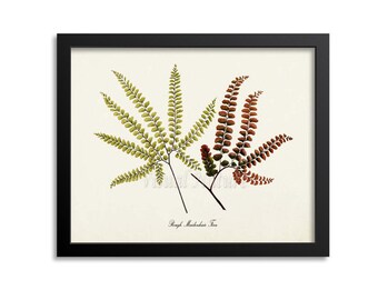 Rough Maidenhair Fern Art Print, Botanical Art Print, Fern Wall Art, Fern Print, Botanical Print, Home Decor, green art print