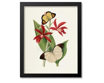 Chinese Butterflies Print, Butterfly Wall Art Print, Butterfly Poster, Floral Art, Garden, yellow butterfly, white butterfly, red flower