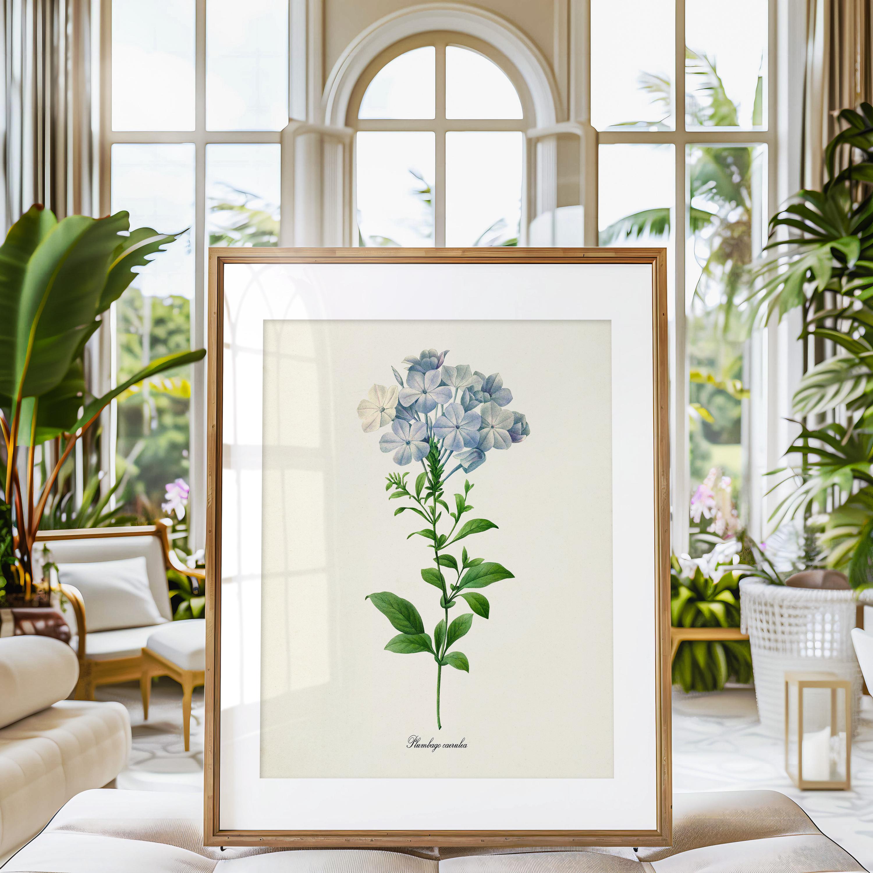 Plumbago Flower Art Print, Leadwort Botanical Art Print