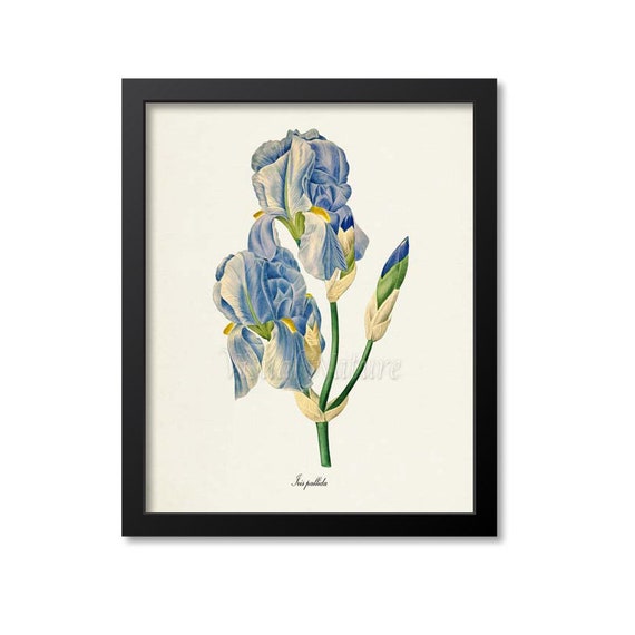 Dalmatian Iris Flower Art PrintBotanical Art PrintFlower | Etsy