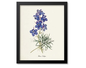 Siberian Larkspur Flower Art Print, Botanical Art Print, Flower Wall Art, Flower Print, Floral Print, Home Decor, blue flower art print