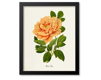 Moutan Peony Flower Art Print, Botanical Art Print, Flower Wall Art, Flower Print, Floral Print, Orange Peony Art Print