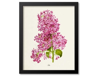 Lilac Flower Art Print, Botanical Art Print, Flower Wall Art, Lilac Flower Print, Lilac Art Print, Floral Print, Home Decor, pink