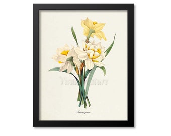 Double Daffodil Flower Art Print, Botanical Art Print, Flower Wall Art, Flower Print, Floral Print, Redoute, yellow, white, Narcissus gouani